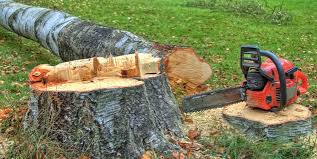 Best Tree Risk Assessment  in Loop, PA