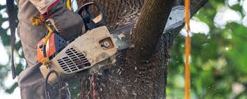 Best Tree Preservation Services  in Loop, PA