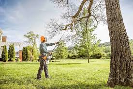 Best Root Management and Removal  in Loop, PA