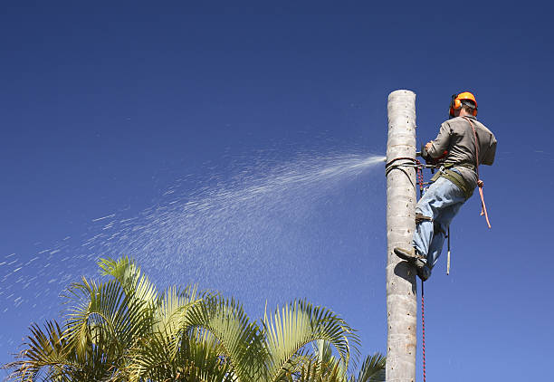 Best Arborist Consultation Services  in Loop, PA