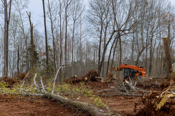 Best Storm Damage Tree Cleanup  in Loop, PA