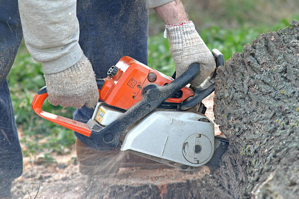 Loop, PA Tree Care Company