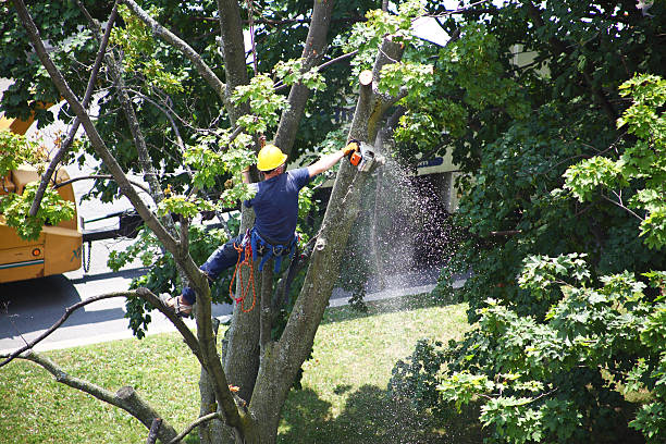 How Our Tree Care Process Works  in  Loop, PA
