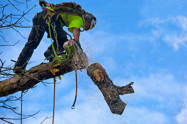 Best Tree Cabling and Bracing  in Loop, PA