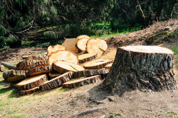 Best Tree Removal  in Loop, PA